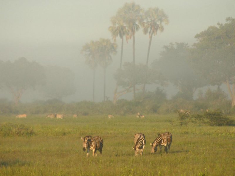 Zebry szukające pożywienia Botswana