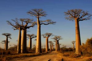 Aleja baobabów na Madagaskarze