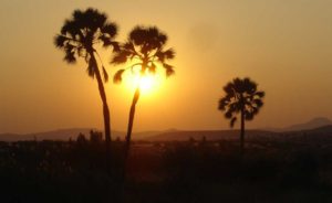 Wysooka palma na tle słońca Namibia