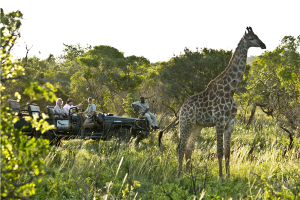 turyści przejeżdżający samochodem terenowym oberwujący żyrafę