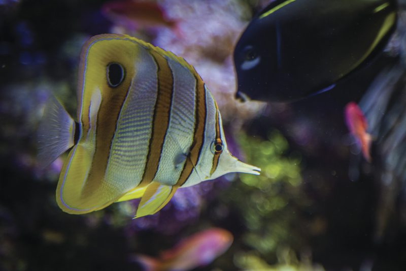 przybliżenie na kolorowe ryby w akwarium, Sydney