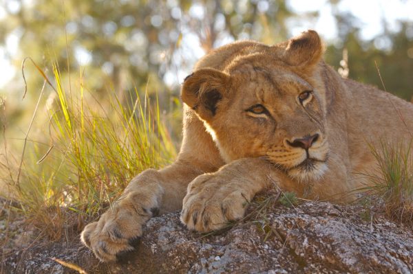 odpoczywający lew Botswana