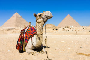 Wielbłąd w pobliżu piramid Egipt