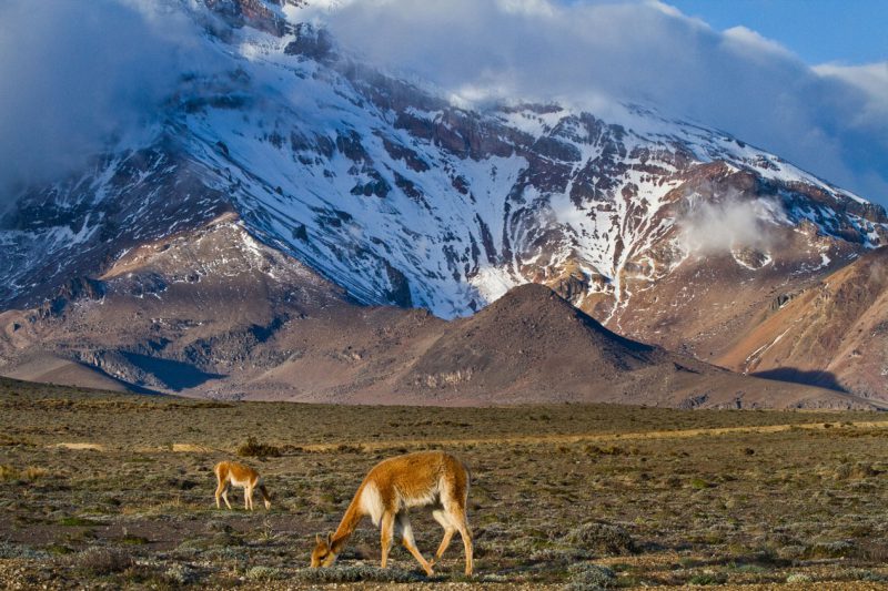 Dzikie zwierzęta na tle góry, Andy Ekwador