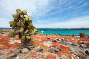 Niesamowity kaktus i widok na morze, Galapagos, Ekwador