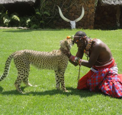 Oswojony gepard w Kenii