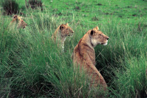 Lwy na safarii Kenia