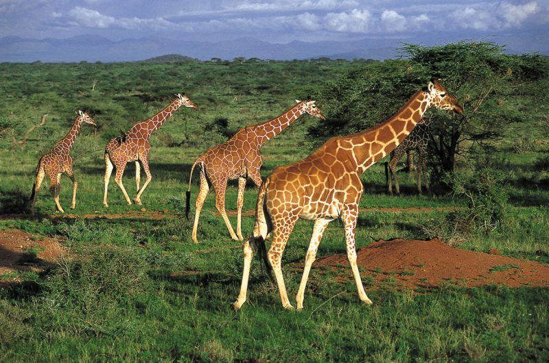 Stado żyraf Kenia