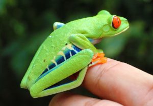 kolorowa żaba siedząca na dłoni człowieka, Kostaryka